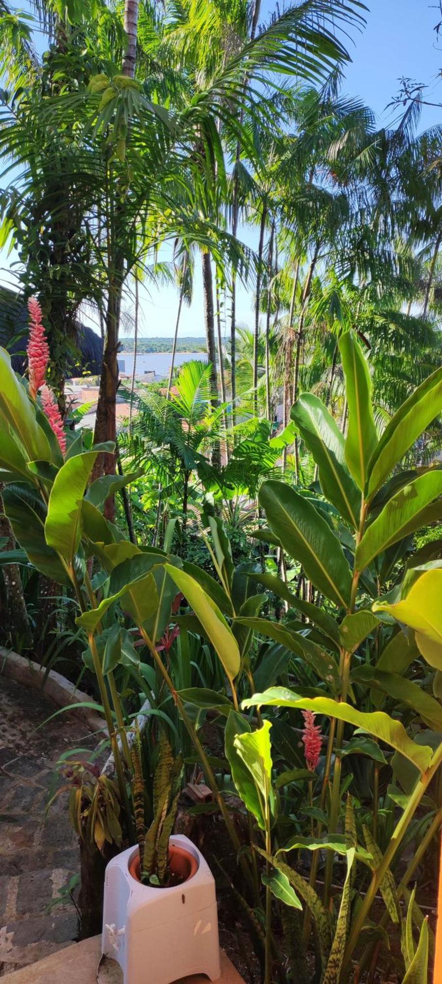 Hostel Zen - Casa Na Floresta Itacare Luaran gambar